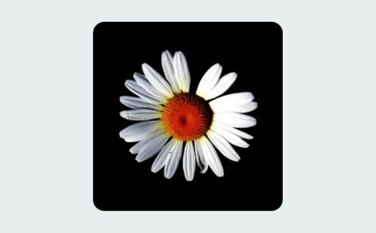 Daisy Patritti - Fotogalerie